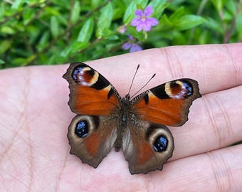 Echte Schmetterlings-Probe, Schmetterlings-Exemplar Geschenk, konservierter Schmetterling, Schmetterling-DIY-Handwerk, Geschenk für Naturliebhaber, Natur-Wand-Dekor