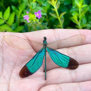 Real Butterfly Specimen, Insect Specimen Gift, Preserved Spread butterfly, Butterfly DIY Crafts, Gift for Nature Lovers, Nature Wall Decor