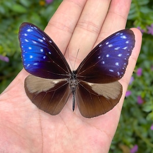 Ejemplar real de mariposa en caja de exhibición, mariposa disecada, arte de mariposa enmarcado, regalo para amantes de la entomología.