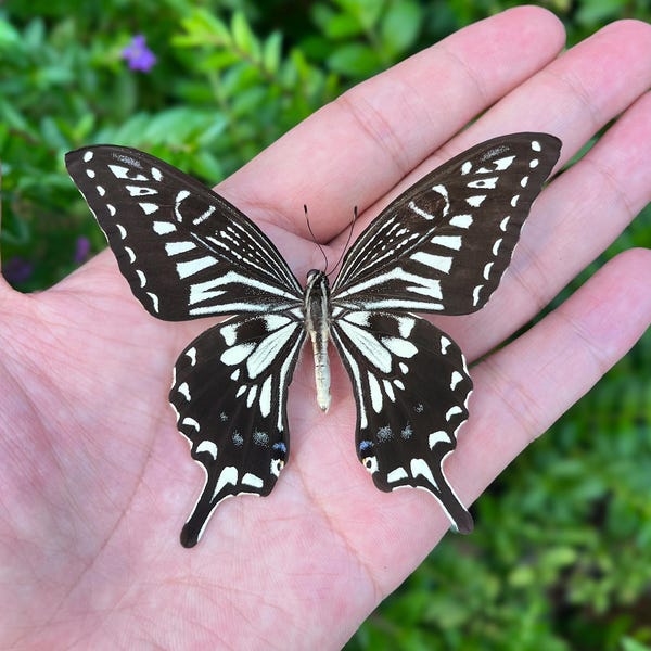 Real Butterfly Specimen, Ethical insect specimen, 27 Piece Collection, Ethically Sourced