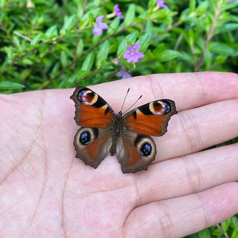 Op de afbeelding: Een Europese dagpauwoogvlinder met oranje, bruine, zwarte en blauwe markeringen rust op een handpalm. De vleugels van de vlinder zijn gespreid en tonen de ingewikkelde patronen. Groen gebladerte en kleine paarse bloemen zijn op de achtergrond.