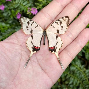 K&ouml;nnte beinhalten: Ein Schmetterling mit cremefarbenen Fl&uuml;geln, verziert mit schwarzen Punkten und braunen R&auml;ndern, liegt auf einer Hand. Die Fl&uuml;gel des Schmetterlings weisen rote Markierungen in der N&auml;he des K&ouml;rpers und lange, schlanke Schw&auml;nze auf. Der Hintergrund umfasst gr&uuml;nes Laub und kleine lila Bl&uuml;ten.