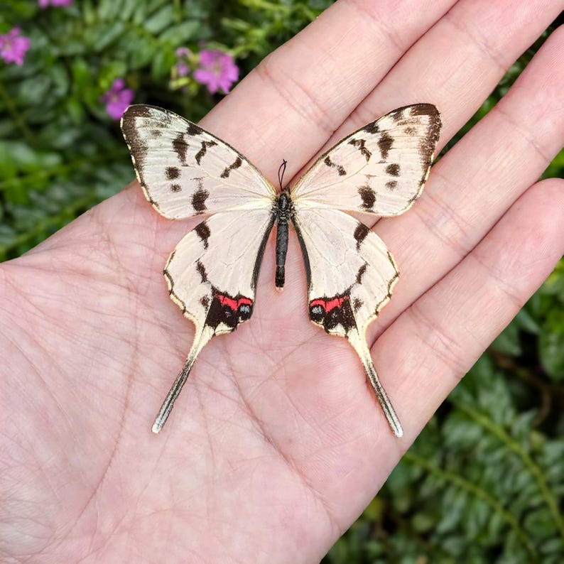 K&ouml;nnte beinhalten: Ein Schmetterling mit cremefarbenen Fl&uuml;geln, verziert mit schwarzen Punkten und braunen R&auml;ndern, liegt auf einer Hand. Die Fl&uuml;gel des Schmetterlings weisen rote Markierungen in der N&auml;he des K&ouml;rpers und lange, schlanke Schw&auml;nze auf. Der Hintergrund umfasst gr&uuml;nes Laub und kleine lila Bl&uuml;ten.