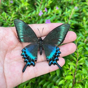 K&ouml;nnte beinhalten: Ein Schmetterling mit schillernden gr&uuml;nen und blauen Fl&uuml;geln wird gezeigt. Die Fl&uuml;gel weisen komplizierte Muster auf, und der K&ouml;rper ist dunkel. Der Schmetterling ruht auf einer Hand, vor einem gr&uuml;nen und violetten Hintergrund.