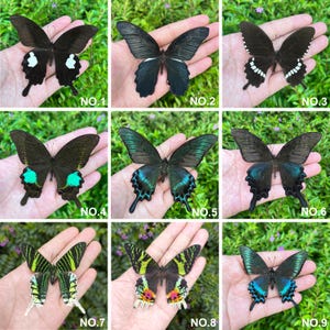 K&ouml;nnte beinhalten: Neun verschiedene Schmetterlinge werden gezeigt, jeder mit einzigartigen Fl&uuml;gelmustern und -farben. Die Schmetterlinge reichen von Schwarz mit wei&szlig;en Flecken bis hin zu leuchtendem Gr&uuml;n und Blau. Jeder Schmetterling ist mit einer Nummer von eins bis neun versehen.