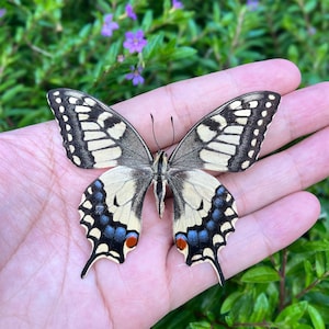 Real Butterfly Specimen, Insect Specimen Gift, Preserved Spread butterfly , Butterfly DIY Crafts, Gift for Nature Lovers, Nature Wall Decor