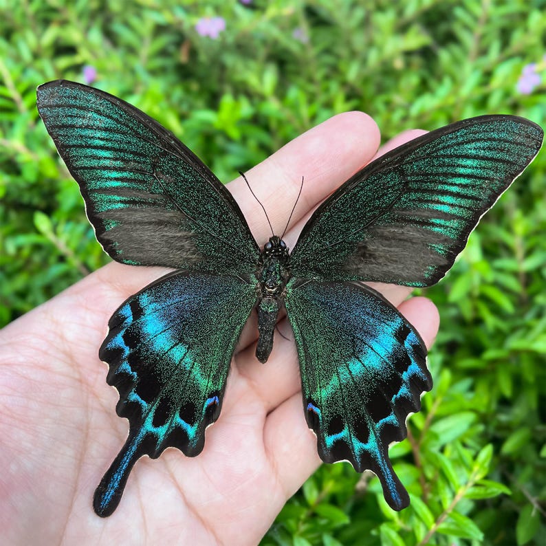 Op de afbeelding: Een vlinder met groene en blauwe vleugels met ingewikkelde patronen. De vleugels vertonen een kleurengradatie van diepgroen tot helder turquoise, met zwarte accenten. De vlinder rust op een hand, wat de delicate kenmerken benadrukt.