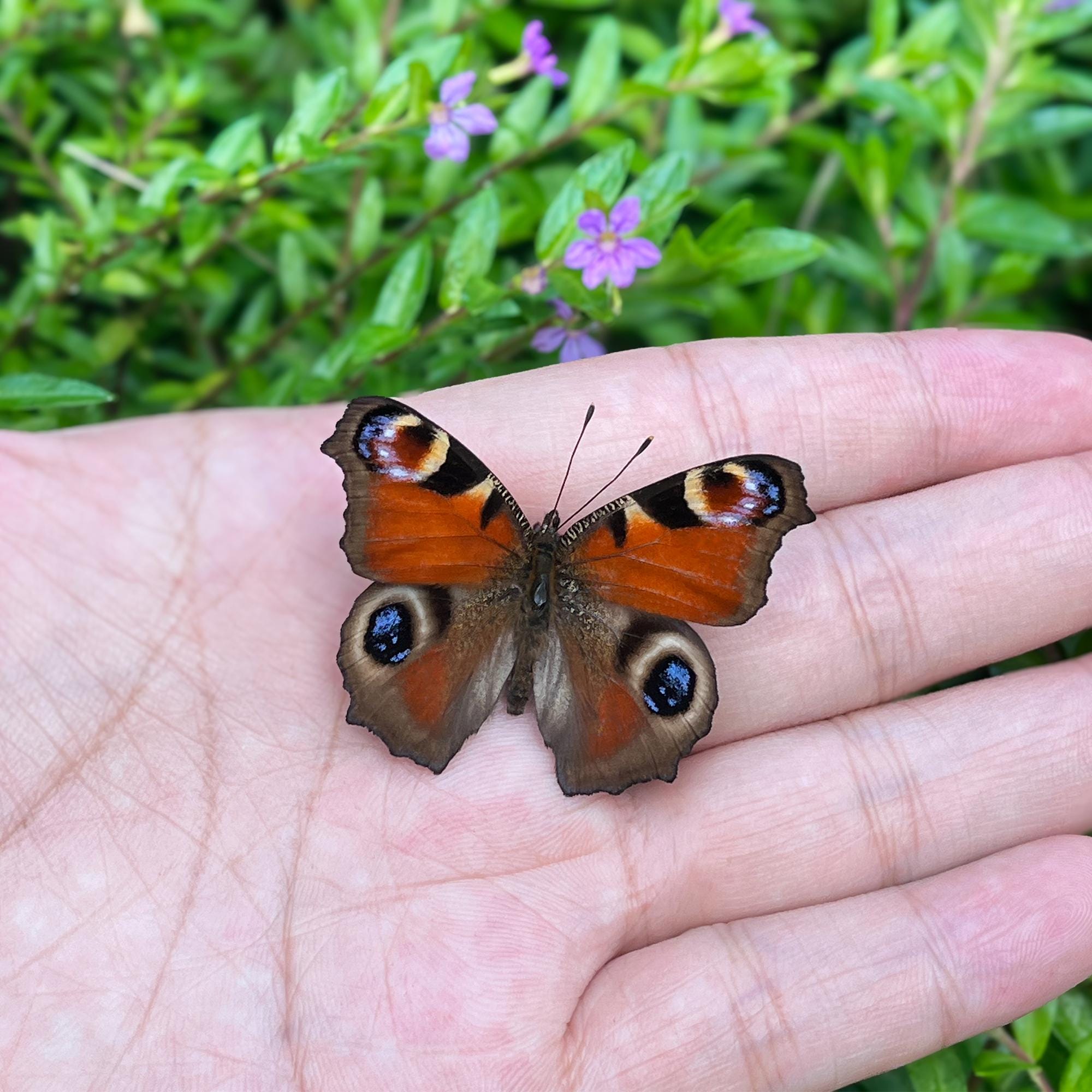 Butterfly specimen - Etsy 日本
