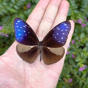 Op de afbeelding: Een vlinder met blauwe en bruine vleugels, rustend op een hand. De bovenste vleugels zijn helderblauw met witte stippen, die overgaan in een diep paars. De onderste vleugels zijn bruin. Het lichaam van de vlinder is donkerbruin.