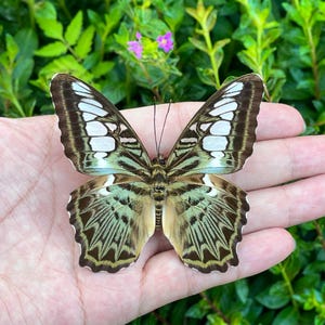 Real Butterfly Specimen, Spread Butterflie, Butterfly DIY Crafts, Natural History Insect Display,  Educational Gift, Curiosity Cabinet Decor