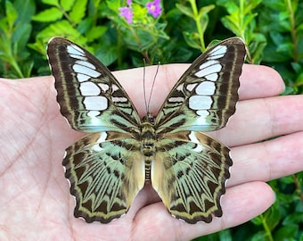 Real Butterfly Specimen, Spread Butterflie, Butterfly DIY Crafts, Natural History Insect Display,  Educational Gift, Curiosity Cabinet Decor