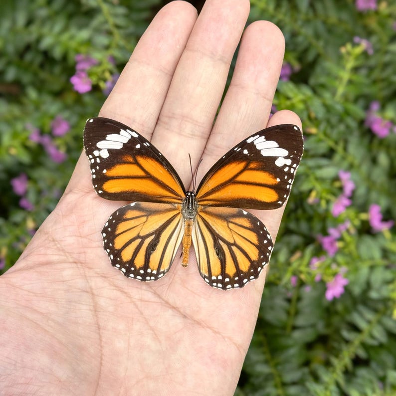 Op de afbeelding: Een levendige vlinder met oranje en zwarte vleugels, rustend op een hand. De vleugels van de vlinder hebben ingewikkelde patronen en witte stippen langs de randen. De achtergrond toont groen gebladerte en kleine paarse bloemen.