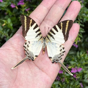 K&ouml;nnte beinhalten: Ein Schmetterling mit cremefarbenen und wei&szlig;en Fl&uuml;geln, akzentuiert mit braunen und gelben Streifen, ruht auf einer Hand. Der Schmetterling hat lange, schlanke Schw&auml;nze und komplizierte Muster entlang der Fl&uuml;gelkanten. Der Hintergrund zeigt gr&uuml;nes Laub und lila Blumen.