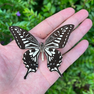 Real Butterfly Specimen, Insect Specimen Gift, Preserved Spread butterfly, Butterfly DIY Crafts, Nature-Inspired Home Decoration