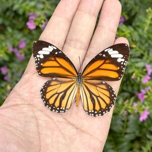 K&ouml;nnte beinhalten: Ein Monarchfalter mit orangefarbenen, schwarzen und wei&szlig;en Markierungen ruht auf einer Handfl&auml;che. Die Fl&uuml;gel des Schmetterlings sind ausgebreitet und zeigen komplizierte Muster. Der Hintergrund zeigt gr&uuml;nes Laub und kleine lila Bl&uuml;ten.