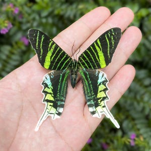 Op de afbeelding: Een levendige vlinder met zwart en neon groen gestreepte vleugels wordt getoond. De vleugels van de vlinder hebben een uniek patroon met een mix van zwarte en felgroene strepen. Het lichaam van de vlinder is donker en de vleugels hebben een vleugje blauw en wit.