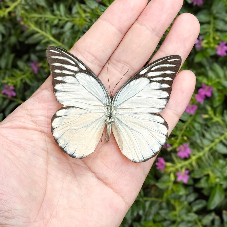 K&ouml;nnte beinhalten: Ein Schmetterling mit wei&szlig;en und cremefarbenen Fl&uuml;geln, die mit schwarzen und braunen Streifen versehen sind, ruht auf einer Hand. Die Fl&uuml;gel des Schmetterlings sind ge&ouml;ffnet und zeigen ihre zarten Muster. Der Hintergrund zeigt gr&uuml;nes Laub und kleine lila Bl&uuml;ten.