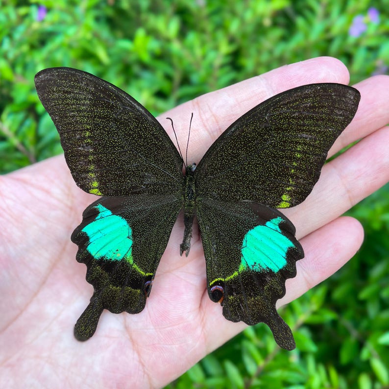 Op de afbeelding: Een close-up van een vlinder met zwarte vleugels en levendige turquoise markeringen. De vlinder rust op een open handpalm, waarbij de ingewikkelde patronen en delicate kenmerken worden getoond. De achtergrond is een vage groene bladermassa.