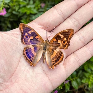 K&ouml;nnte beinhalten: Ein Schmetterling mit braunen, orangefarbenen und lila Fl&uuml;geln ruht auf einer Handfl&auml;che. Die Fl&uuml;gel des Schmetterlings weisen komplizierte Muster und einen Farbverlauf auf. Der Hintergrund ist verschwommen, mit gr&uuml;nem Laub und kleinen rosa Bl&uuml;ten.