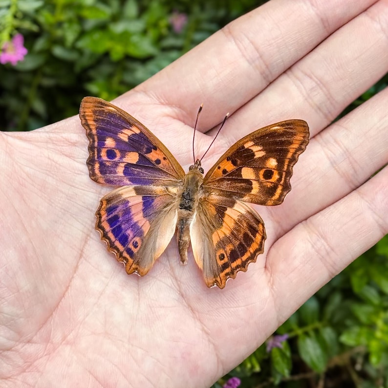 K&ouml;nnte beinhalten: Ein Schmetterling mit braunen, orangefarbenen und lila Fl&uuml;geln ruht auf einer Handfl&auml;che. Die Fl&uuml;gel des Schmetterlings weisen komplizierte Muster und einen Farbverlauf auf. Der Hintergrund ist verschwommen, mit gr&uuml;nem Laub und kleinen rosa Bl&uuml;ten.