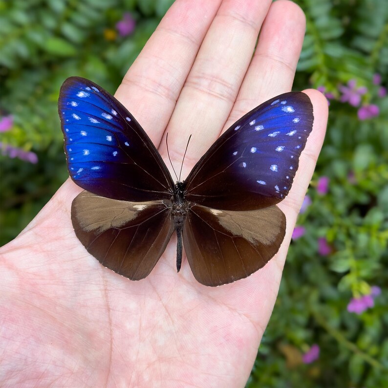 K&ouml;nnte beinhalten: Ein Schmetterling mit braunen und blauen Fl&uuml;geln, der auf einer Hand ruht. Die oberen Fl&uuml;gel sind leuchtend blau mit wei&szlig;en Punkten, w&auml;hrend die unteren Fl&uuml;gel braun sind. Der K&ouml;rper des Schmetterlings ist dunkel und seine F&uuml;hler sind sichtbar.