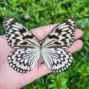 Op de afbeelding: Een vlinder met wit en bruin gekleurde vleugels wordt getoond. De vleugels van de vlinder zijn open en tonen ingewikkelde patronen. De vlinder rust op een hand, met een groene, bladerrijke achtergrond.