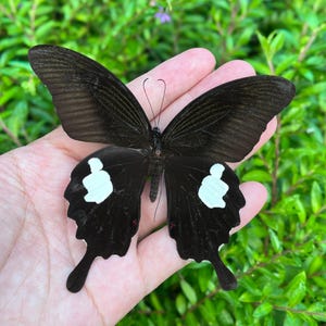 Real Butterfly Specimen, Insect Specimen Gift, Preserved Spread butterfly, Butterfly DIY Crafts, Gift for Nature Lovers, Nature Wall Decor