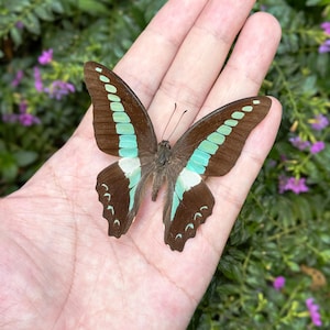 Op de afbeelding: Een bruine vlinder met turquoise en witte markeringen rust op een hand. De vleugels van de vlinder hebben een kenmerkend patroon van strepen en stippen. De achtergrond toont groen gebladerte en kleine paarse bloemen.