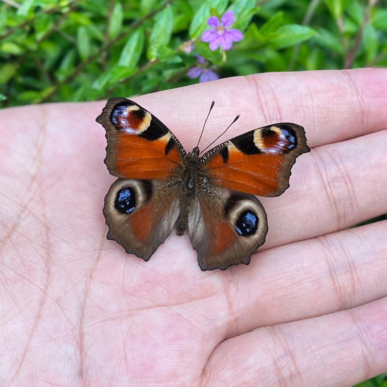 K&ouml;nnte beinhalten: Nahaufnahme eines Tagpfauenauges, das auf einer Handfl&auml;che ruht. Der Schmetterling hat orange, schwarze und braune Fl&uuml;gel mit markanten augenartigen Mustern. Der Hintergrund zeigt gr&uuml;nes Laub und kleine lila Bl&uuml;ten.