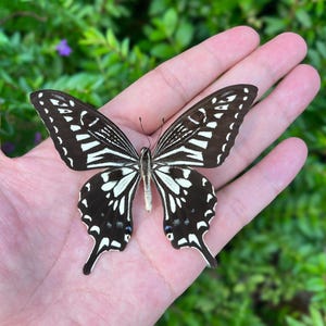 Echt vlinderexemplaar (27 soorten), geconserveerde pre-spread vlinder, vlinder DIY ambachten, curiosa curiosa Gothic DIY kunst NO.19