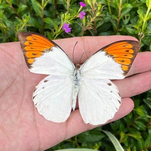 K&ouml;nnte beinhalten: Ein wei&szlig;er Schmetterling mit orangefarbenen und braunen Fl&uuml;gelspitzen wird gezeigt. Die Fl&uuml;gel des Schmetterlings sind ausgebreitet und zeigen detaillierte Muster. Der Schmetterling ruht auf einer Hand, mit gr&uuml;nem Laub im Hintergrund.