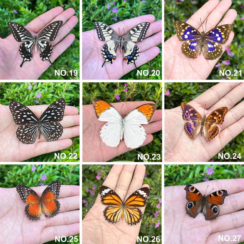 Op de afbeelding: Negen verschillende vlinders met diverse vleugelpatronen en kleuren, waaronder zwart, wit, oranje en blauw. Elke vlinder wordt op een hand weergegeven, met een nummerlabel van 19 tot 27.