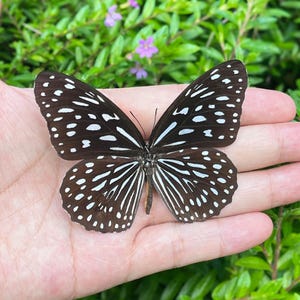 Real Butterfly Specimen, Preserved Lepidoptera Specimen , Butterfly DIY Crafts, Gift for Nature Lovers, Nature Wall Decor, Collector Gift