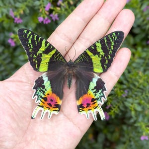 K&ouml;nnte beinhalten: Ein farbenfroher Schmetterling mit komplizierten Fl&uuml;gelmustern, der auf einer Hand ruht. Die Fl&uuml;gel zeigen eine auff&auml;llige Mischung aus Schwarz, leuchtendem Gr&uuml;n und Akzenten von Rosa, Orange und Blau. Der K&ouml;rper des Schmetterlings ist dunkel, und die Fl&uuml;gel haben einen gezackten Rand.