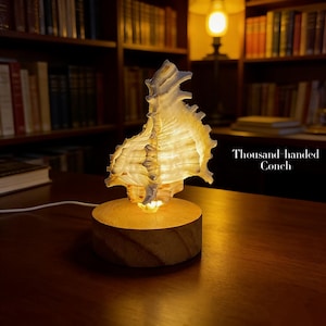 May include: A lit Thousand-handed Conch shell lamp. The shell is illuminated from inside, producing a warm light. It rests on a circular wooden base. The text "Thousand-handed Conch" is visible.