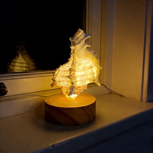 May include: A seashell lamp with a warm, glowing light. The lamp features a large, textured seashell mounted on a round, wooden base. The light shines through the shell, creating a soft, ambient glow. The lamp is plugged into an electrical outlet.