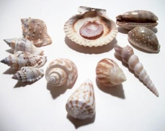 1 Dozen Seashells Assortment Mix of Beautiful Fun Craft Sea Shells