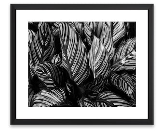 Black and White Plant Leaves Art Print, Nature Photography (Digital Download)