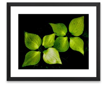 Green Flower Photography Print, Close-Up Floral Wall Art (Digital Download)