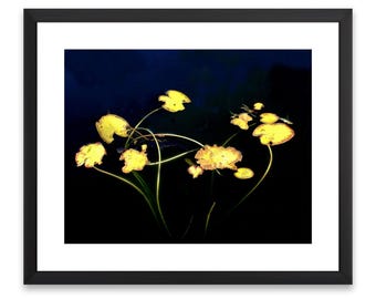 Aquatic Plant Fine Art Photography Print, Dark Water, Fish (Digital Download)