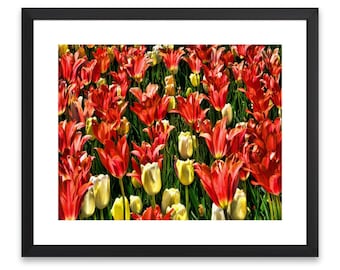 Red and Yellow Tulips Photography Print, Colourful Flower Wall Art (Digital Download)