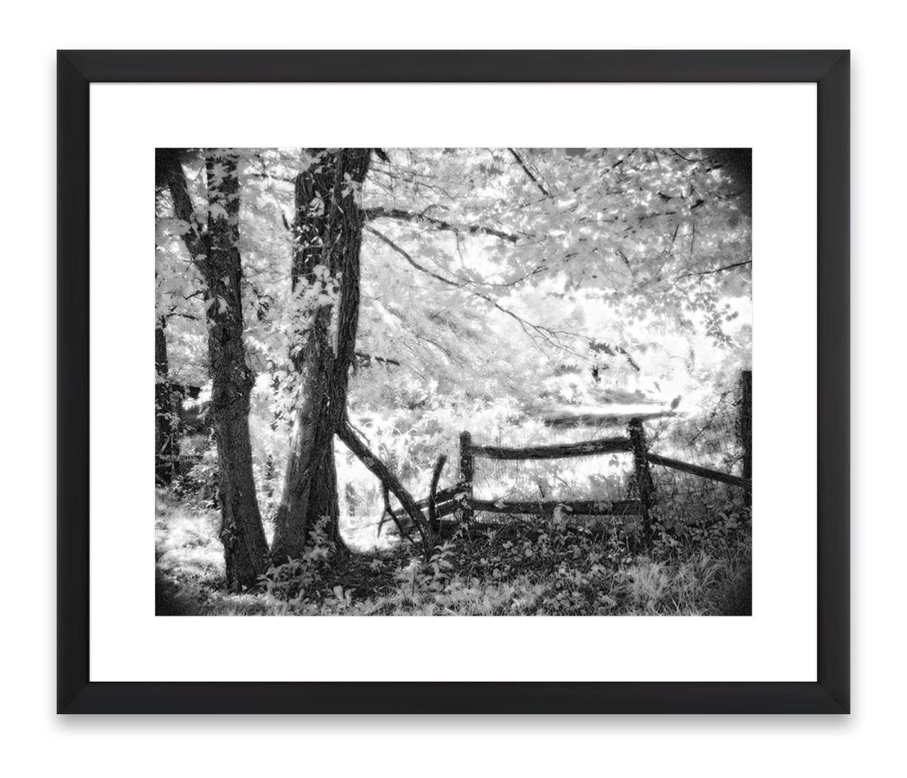 Cancello di recinzione e fogliame luminoso scaricabili digitalmente, arte murale a infrarossi, fotografia naturalistica di alberi, stampa digitale in bianco e nero, arte eterea.