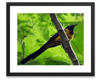 Golden-Breasted Starling Photo Print, Bird Photography (Digital Download)
