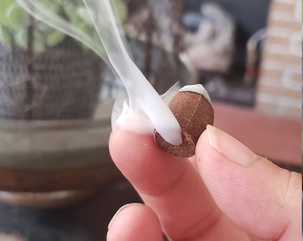 Eucalyptus backflow incense cones, hand dipped incense cones ~ soothingly cool, refreshing smell of the eucalyptus plant