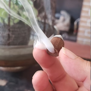 Rosemary backflow incense cones, hand dipped incense cones ~ Fresh, herbaceous, organic Rosemary essential oil