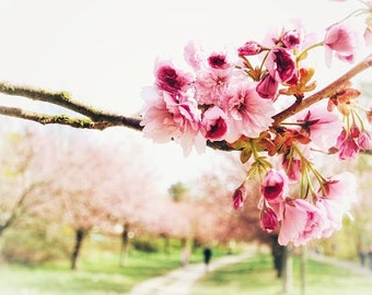 Japanese Cherry Blossom incense cones ~ hand dipped, 1 inch incense cones ~ blooming cherry blossoms ~ limited edition