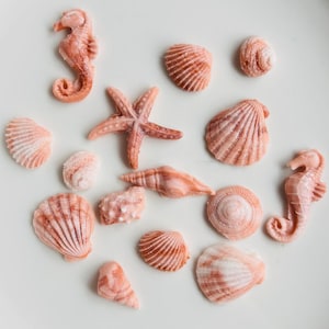 May include: A selection of coral-coloured seashells and seahorses arranged on a white surface. The assortment includes various shell shapes, a starfish, and two seahorse figures, all in shades of pink and peach.
