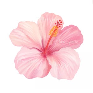Aquarell rosa Hibiskus digitale Clipart, Frangipani Aquarell PNG, Tropische Blumengrafik, Hawaiianische Blume, polynesische Kunst