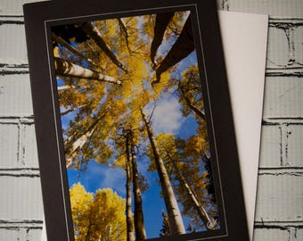 Aspen Photograph Card, Up Through The Aspens Photograph Card, Aspens, San Juan Mountains, Aspen, Fall, Nature Card, Colorado Aspens,