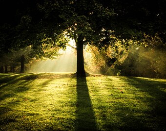 Tree Photography , Misty Tree Photography, Tree Photograph, Fall Tree Photograph, Autumn, Trees , Fantasy